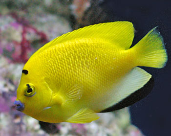 Picture of Flagfin Angelfish