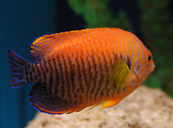 Picture of Coral Beauty Angelfish