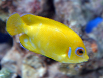Picture of Lemonpeel Angelfish