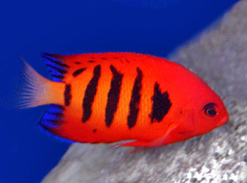 Picture of Flame angelfish
