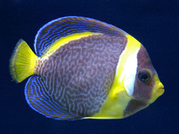 Picture of Scribbled Angelfish
