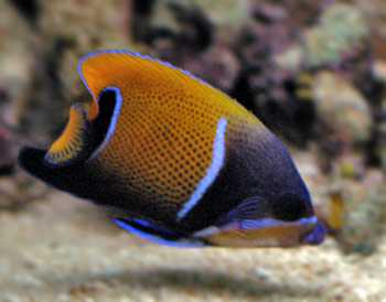 Picture of Blue Girdled Angelfish