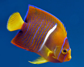 Picture of Passer Angelfish