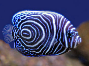 Picture of Juvenile Emperor Angelfish