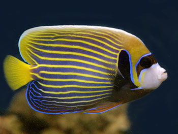 Picture of Emperor Angelfish