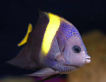 Picture of Yellowbar Angelfish