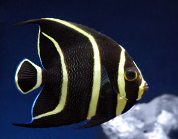 Picture of French Angelfish