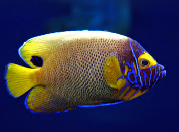 Picture of Yellowface Angelfish