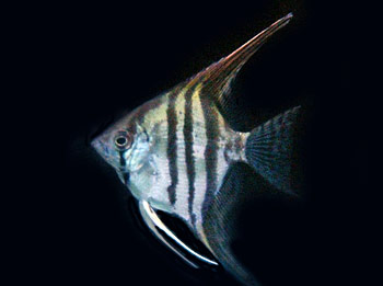 Picture of Silver Marbled Angelfish