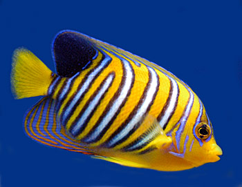 Picture of Regal Angelfish
