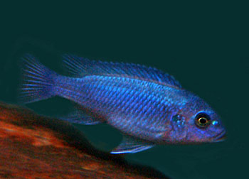 What is a cobalt blue cichlid?