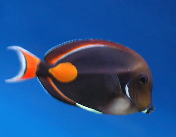 Picture of Achilles Tang