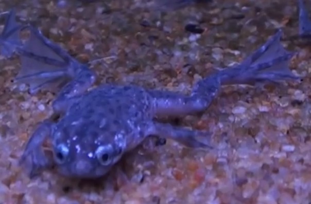 Picture of African Dwarf Frog