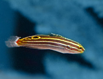 Picture of Hector's Goby