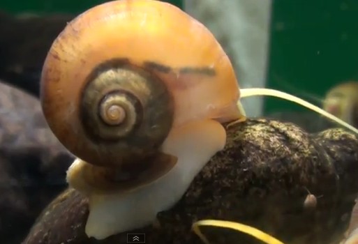 Picture of Apple Snail