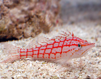 Picture of Aquarium Fish