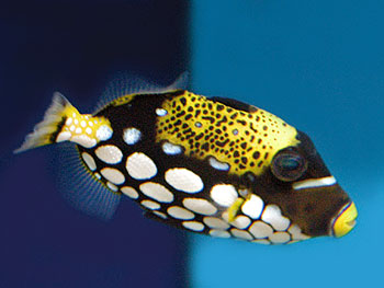 Picture of Clown Trigger Fish