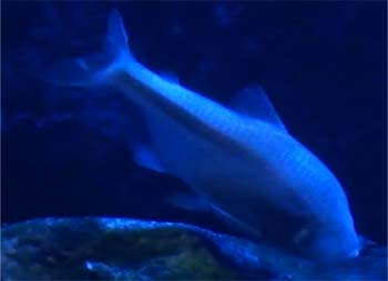 Picture of Blind Cave Fish