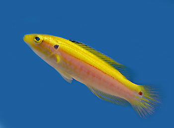 Picture of Yellow Hogfish
