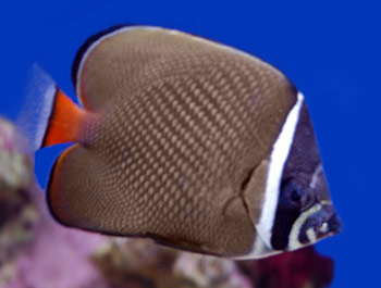 Picture of Red Tail Butterfly Fish