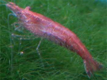 Picture of Cherry Shrimp