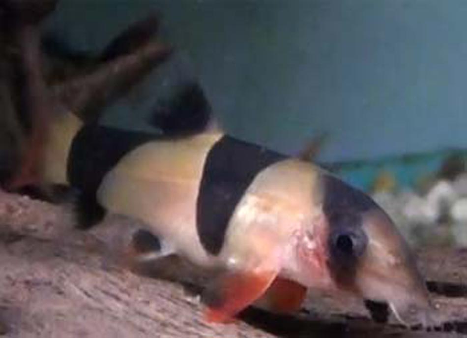 Picture of Clown Loach