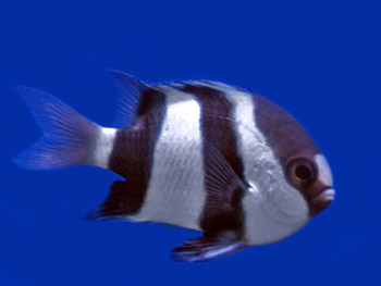 Picture of Four Stripe Damsel Fish