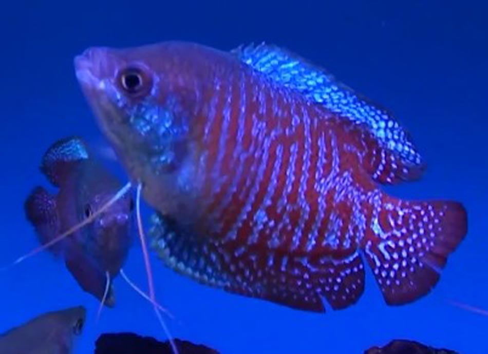 Picture of Dwarf Gourami