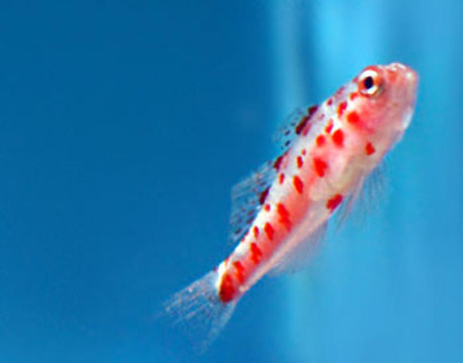 Picture of Firecracker Goby