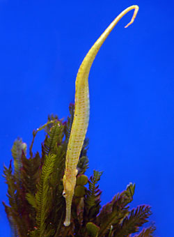 Picture of Crocodile Tooth Pipefish