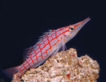 Picture of Longnose Hawkfish