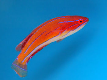 Picture of Carpenter's Flasher Wrasse