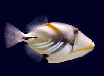 Picture of Picasso Fish