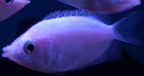 Picture of Pink Kissing Gourami