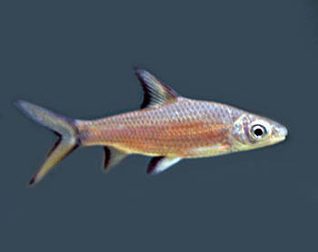 Picture of Shark Minnow
