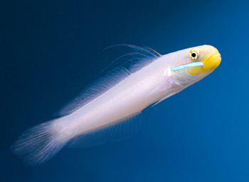 Picture of Golden-Headed Sleeper Goby