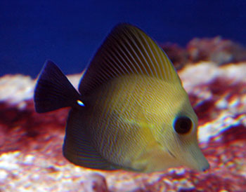 Picture of Scopas Tang
