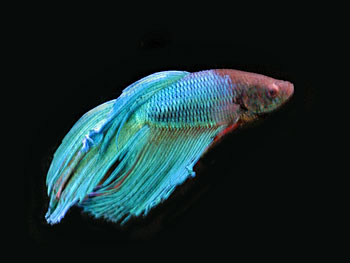 Picture of Betta Fish