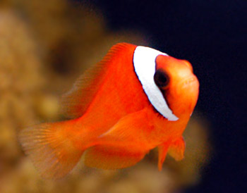 Picture of a Tomato Clownfish