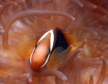 Picture of a Fire Clownfish