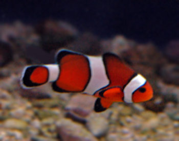 Picture of an Orange Clownfish