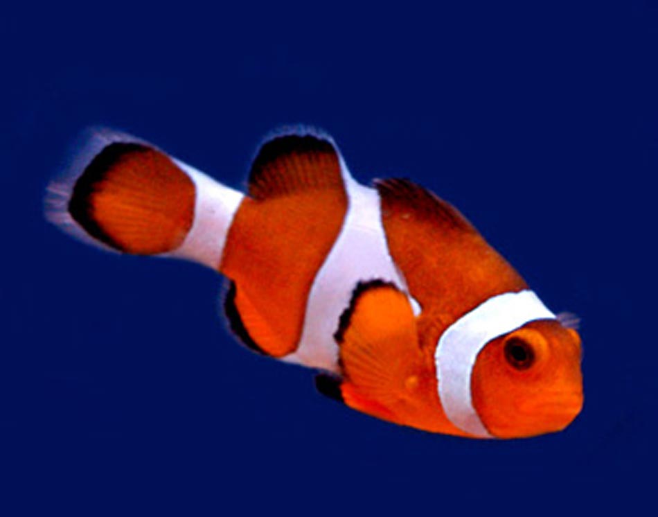 Clown Fish Picture