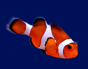 Picture of an Ocellaris Clownfish
