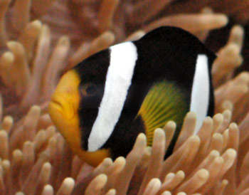 Picture of a Yellow-Tailed Clownfish