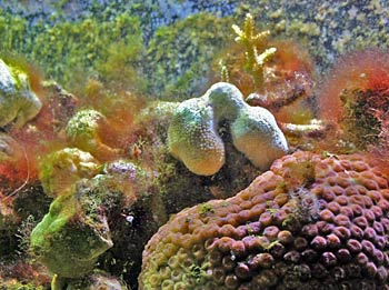 Picture of Coral