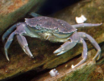 Picture of a Shore Crab (Carcinus maenas)