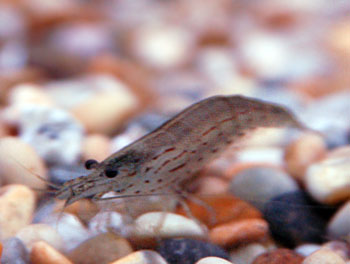 Picture of Amano Shrimp