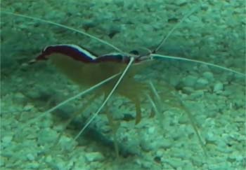 Picture of Cleaner Shrimp