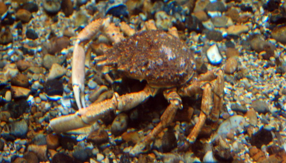 Crustaceans - Crab Image