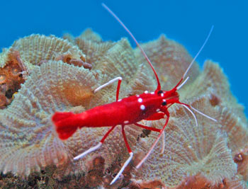 crustaceans-picture.jpg